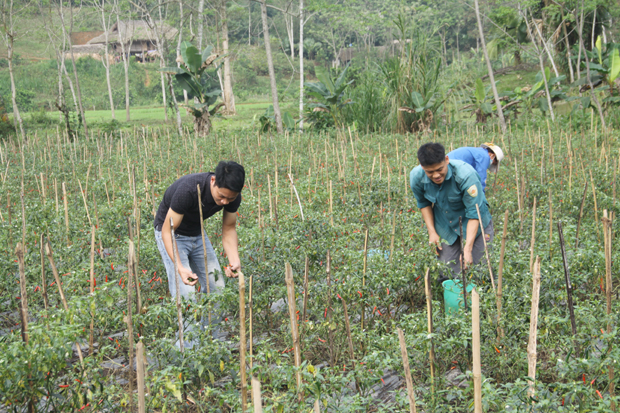 Người dân xã Tiên Yên trồng ớt Chỉ thiên trên đất ruộng.