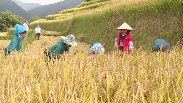 Bà con thôn Lùng Tráng, xã Thèn Phàng thu hoạch lúa Già Dui.