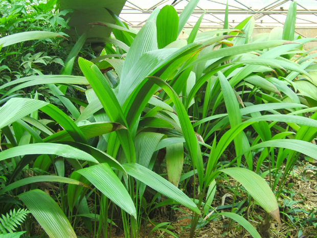 Cây Sâm cau.                                                         Ảnh: TL