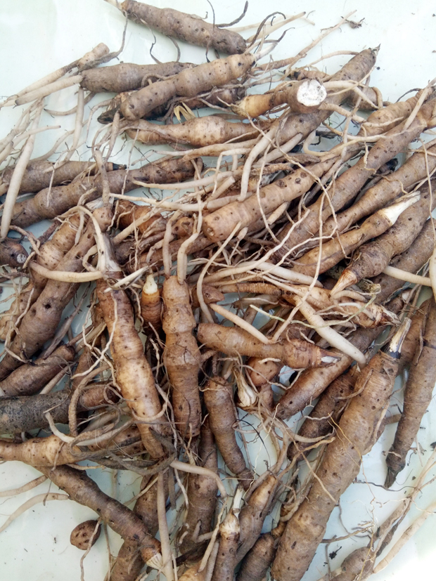 Củ Sâm cau.                          Ảnh: HUY TOÁN