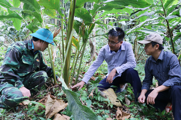 Lãnh đạo huyện Quang Bình kiểm tra diện tích Thảo quả sau thu hoạch của người dân thôn Nặm Khẳm, xã Tân Bắc.