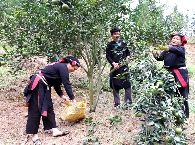 Người dân xã Tiên Kiều chú trọng đầu tư thâm canh, nâng cao chất lượng sản phẩm cam Sành.   