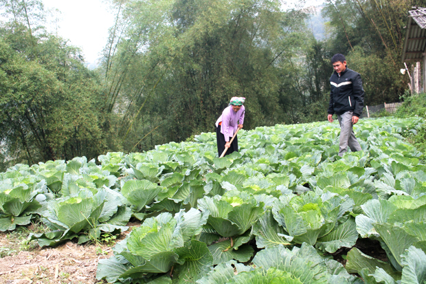 Vợ chồng anh Hoàng Thế Diệm chăm sóc vườn rau Bắp cải.