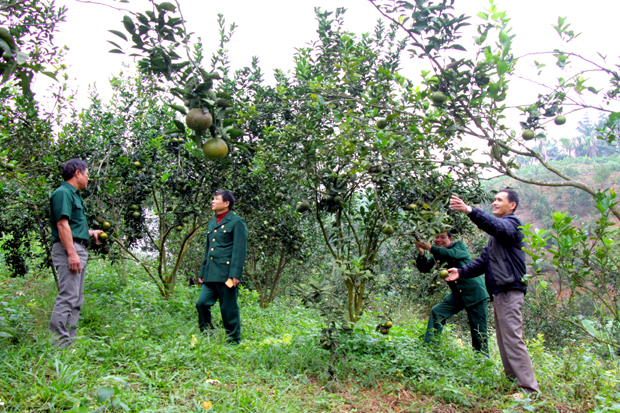 Cam Sành thôn Mác Hạ, xã Tân Trịnh vào vụ thu hoạch.