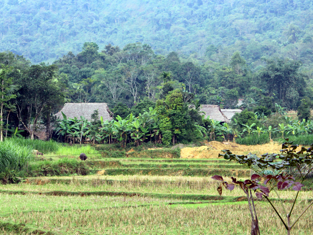 Thôn Bản Tát với những nếp nhà sàn truyền thống thấp thoáng sau những rặng cọ, ở đây người dân vẫn giữ được nghề làm hương truyền thống có từ hàng trăm năm trước.