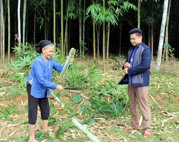 Bà Nông Thị Nữ đã có nhiều năm làm hương truyền thống cho biết, để hương thắp không bị tắt thì cây vầu sau khi tước thành tăm phải ngâm nước 3-4 ngày rồi vớt phơi khô.