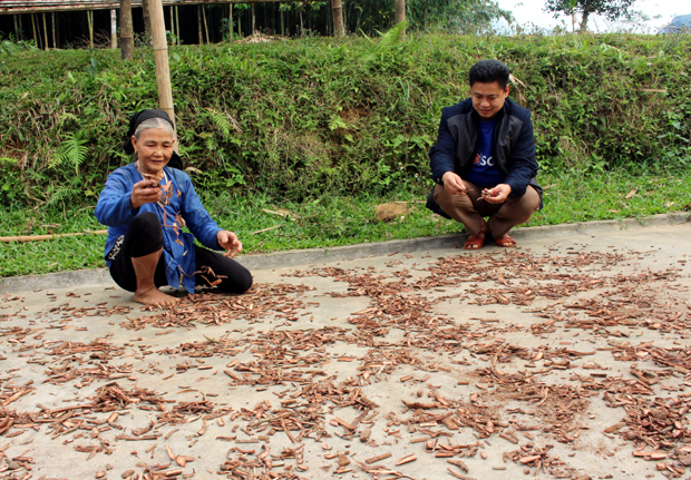 Ngoài vầu thì vỏ cây dây (theo tiếng gọi địa phương) được người dân lấy từ rừng sâu mới có, nguyên liệu này có tác dụng kết dính các hương liệu khác trên cây hương.
