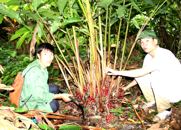 Trồng Thảo quả dưới tán rừng đem lại nguồn thu nhập ổn định cho gia đình anh Mã Văn Dùng (bên trái), thôn Phiêng Luông.