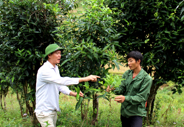 Cán bộ xã Phiêng Luông (trái) hướng dẫn người dân cách thu hoạch chè.