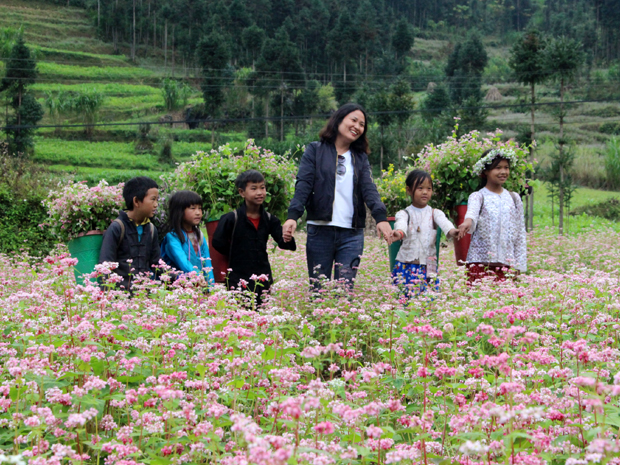Hoa Tam giác mạch trên Cao nguyên đá luôn là điểm nhấn thu hút khách du lịch. Ảnh: Lê Lâm