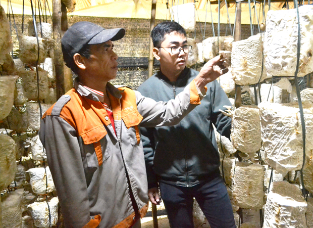 Anh Nông Văn Lịch (trái), thôn Bản Tùy giới thiệu mô hình trồng nấm Sò của gia đình.