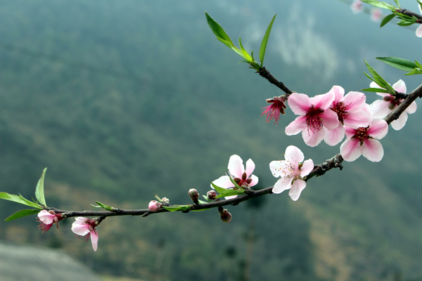 Hoa đào vùng cao Hà Giang