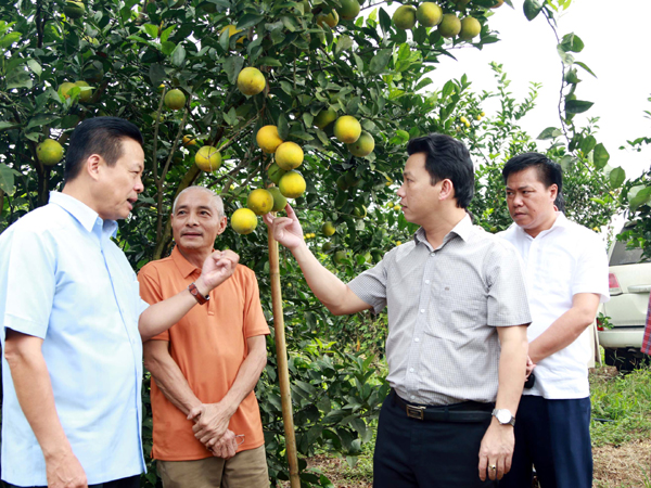 Bí thư Tỉnh ủy Đặng Quốc Khánh, Chủ tịch UBND tỉnh Nguyễn Văn Sơn thăm mô hình trồng cam VietGAP của gia đình ông Phạm Nam Hải, thôn Nà Tho, xã Tân Bắc (Quang Bình). 					Ảnh: DUY TUẤN