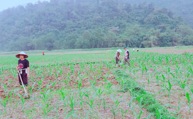 Người dân xã Minh Ngọc chăm sóc ngô vụ Xuân.