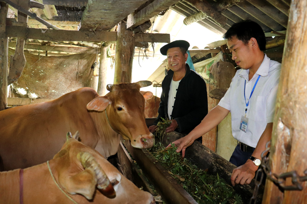 Cựu chiến binh Lù Nỏ Lềnh, thôn Lũng Hồ 3, xã Lũng Hồ (trái) chăm sóc đàn bò vỗ béo của gia đình.