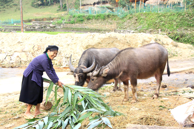 Chăn nuôi đại gia súc giúp người dân xã Bản Rịa thoát nghèo.