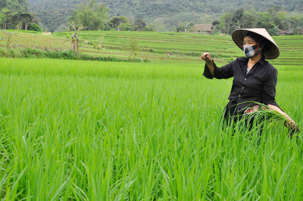           Nông dân xã Phương Độ kiểm tra tình hình sâu bệnh trên lúa Xuân.