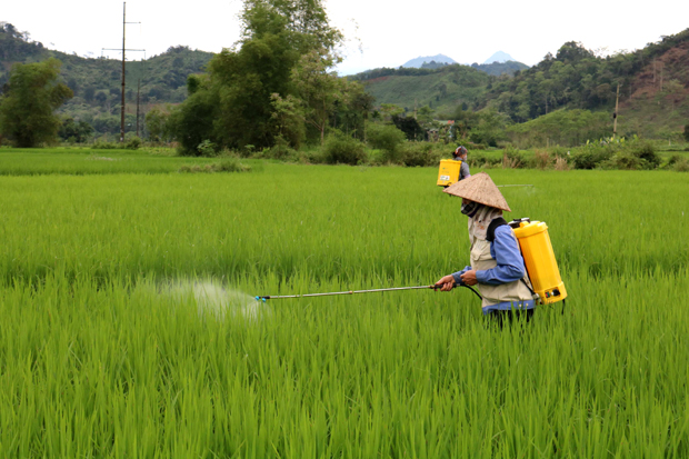 Người dân thôn Làng Nùng, xã Đạo Đức phun thuốc phòng trừ bệnh đạo ôn trên cây lúa.
