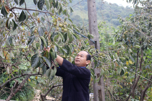 Anh Vương Trung Hùng, thôn Phín Ủng, xã Nghĩa Thuận (Quản Bạ) kiểm tra vườn Hồng không hạt.