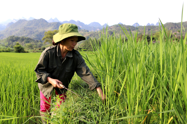 Chị Nguyễn Thị Trình, thôn Nà Miều (xã Phương Tiến – Vị Xuyên) sử dụng các biện pháp thủ công để chăm sóc lúa.                              Ảnh: THU PHƯƠNG