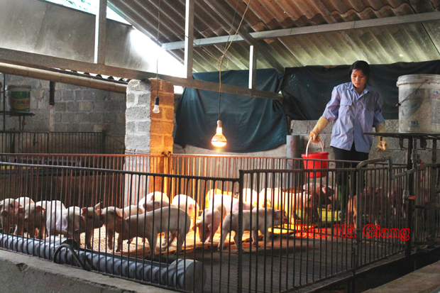 Khu vực chăn nuôi lợn giống của gia đình ông Nguyễn Hồng Nghĩa luôn đảm bảo vệ sinh môi trường.