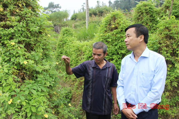 Lãnh đạo huyện Xín Mần thăm mô hình trồng mướp đắng rừng của người dân Bản Ngò.