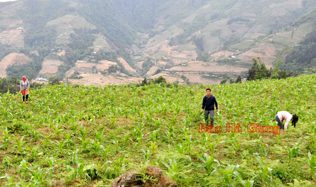Nông dân xã Thàng Tín (Hoàng Su Phì) chăm sóc cây ngô.