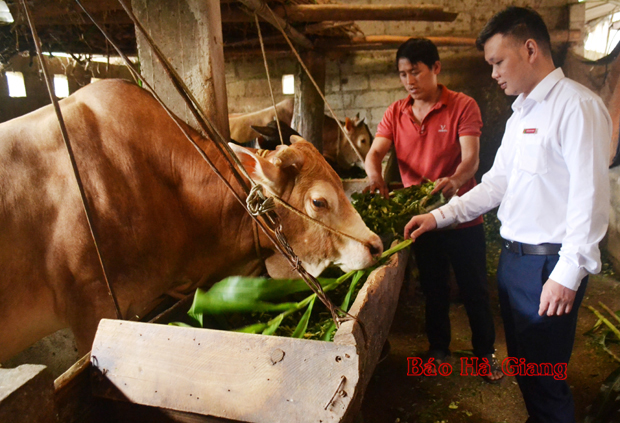 Nhân viên Agribank Mèo Vạc thăm mô hình chăn nuôi của anh Vàng Mí Lúa, tổ 1, thị trấn Mèo Vạc.