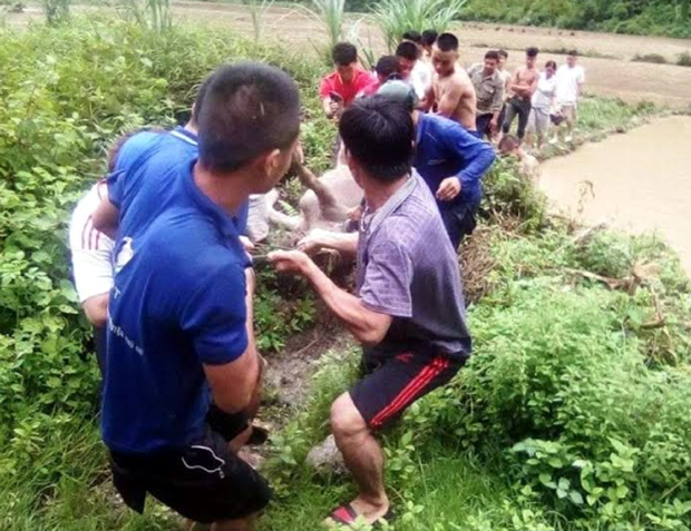 Trâu bị lũ cuốn trôi được các lực lượng và người dân xã Linh Hồ đưa lên bờ.