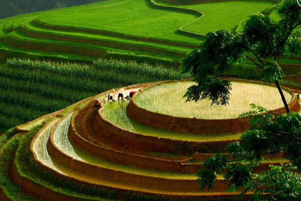 Khu vực ruộng bậc thang hình mâm xôi, một điểm du lịch nổi tiếng của Mù Cang Chải mới vừa được đổ nước.
