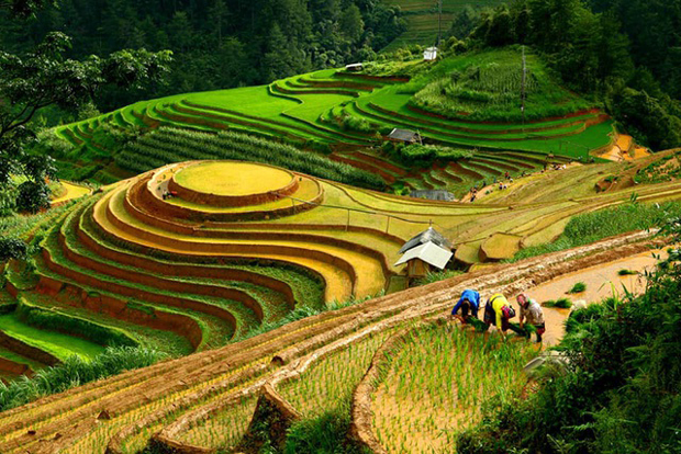 Nhiều thửa ruộng có thời gian cấy mạ non khác biệt với nhau.