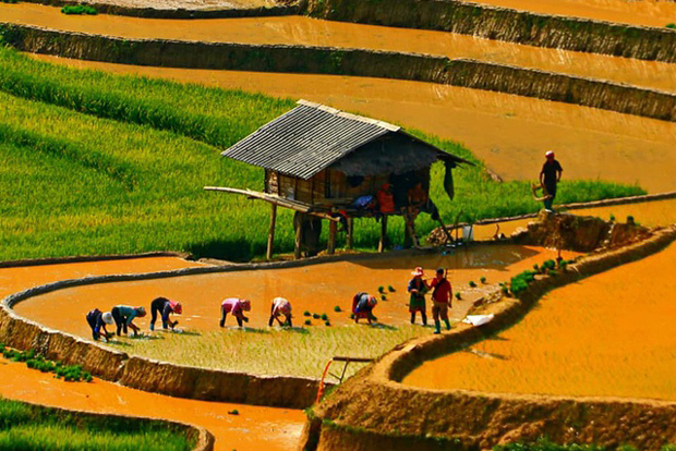 Màu xanh của mạ non với màu nâu vàng của đất tạo nên những bức tranh sinh động.