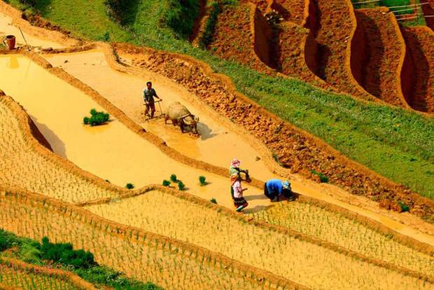 Sau 3 tháng, ruộng bậc thang Mù Cang Chải sẽ được nhuộm vàng trong mùa lúa chín.