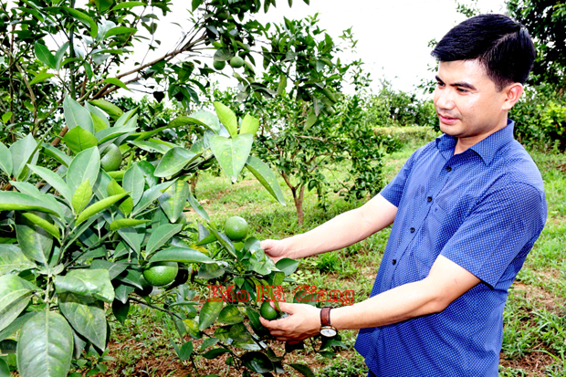 Bí thư Đảng ủy thị trấn Vĩnh Tuy (Bắc Quang) Trần Minh Hữu kiểm tra sự phát triển của cây cam Sành tại cơ sở.