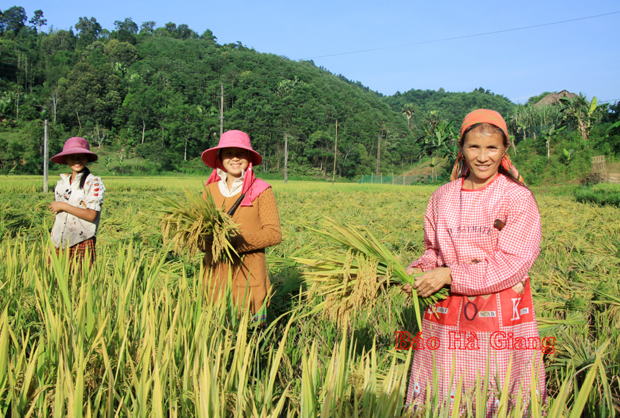 Bội thu trên những cánh đồng lúa chất lượng cao tại thị trấn Yên Bình.