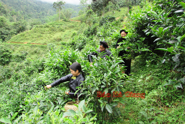 Chè Shan tuyết là cây trồng chủ lực trong phát triển kinh tế của người dân huyện Quang Bình.