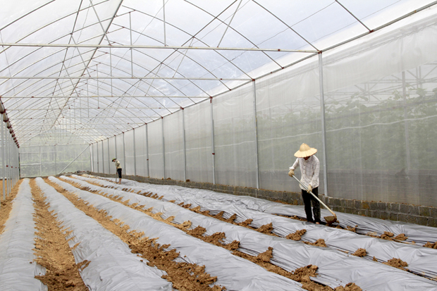Ứng dụng KHKT vào sản xuất nông nghiệp hàng hóa là nội dung được nhiều đại biểu thảo luận tại Đại hội.  Trong ảnh: Người dân thị trấn Vị Xuyên sản xuất rau an toàn trong nhà lưới.                                                              Ảnh: BIỆN LUÂN