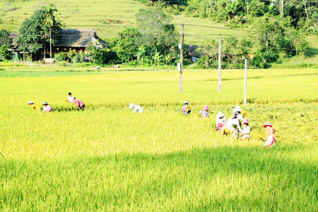 Việc xây dựng CSDL ngành nông, lâm nghiệp sẽ giúp các địa phương giám sát được tình hình sản xuất NLN. (Trong ảnh: Thu hoạch lúa vụ Xuân 2020 tại huyện Quang Bình).