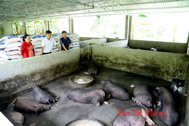 Ông Trần Ngọc Bảy (giữa) giới thiệu về quy mô trang trại nuôi lợn của HTX Minh Hậu.