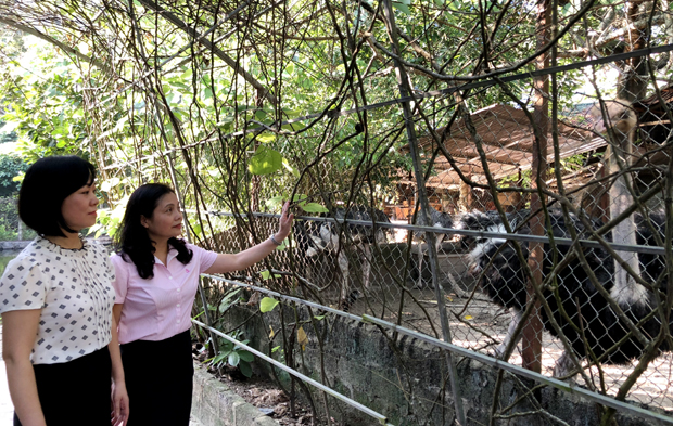 Chị Nguyễn Thị Kim Oanh (phải) kiểm tra hộ vay vốn nuôi đà điểu tại phường Quang Trung, T.p Hà Giang