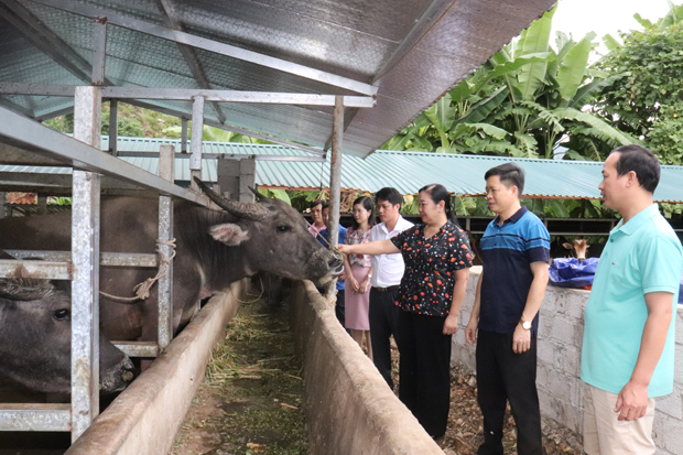 Lãnh đạo và cán bộ Phòng Nông nghiệp huyện thăm trang trại chăn nuôi trâu, bò của anh Nguyễn Văn Thịnh, thị trấn Yên Minh.