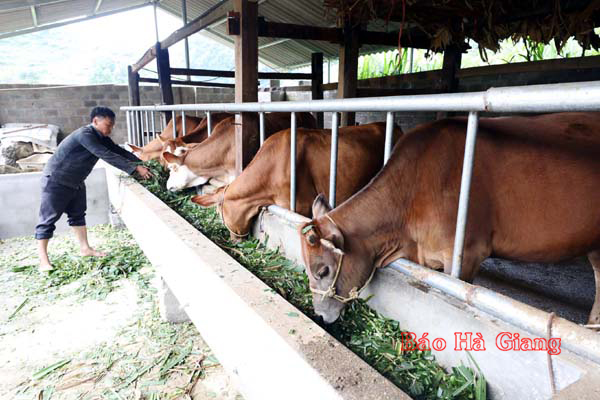 Hộ anh Hùng Văn Sinh, dân tộc Mông, ở thôn Lùng Cáng, xã Thanh Vân nuôi bò vỗ béo và sinh sản mỗi năm thu lãi 70 triệu đồng