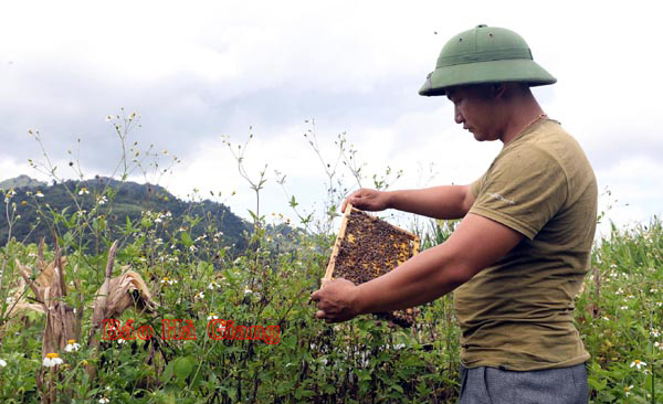 Hộ anh Cháng Thìn Lù, dân tộc Nùng, thôn Thanh Long, xã Thanh Vân, cải tạo vườn tạp, trồng cây ăn quả, đào ao thả cá gắn với nuôi ong lấy mật, nuôi bồ câu, mỗi năm thu lãi gần 500 triệu đồng. Cả thôn hiện nay đã có hơn chục hộ làm theo mô hình của anh Lù. 