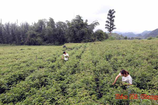 Hợp tác xã rau quả Thanh niên Quyết Tiến mà anh Vương Quốc Hiếu, dân tộc Nùng ở thôn Bó Lách, xã Quyết Tiến, làm Chủ nhiệm có 3 ha trồng Ngũ gia bì đem lại hiệu quả kinh tế cao. 