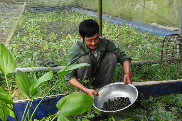 Anh Bẩy ương thành công giống ốc nhồi.
