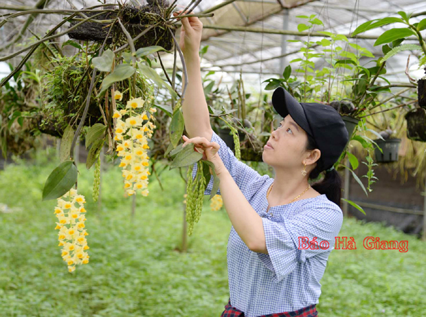 Ứng dụng khoa học kỹ thuật bảo tồn giống lan địa phương tại xã Quyết Tiến.