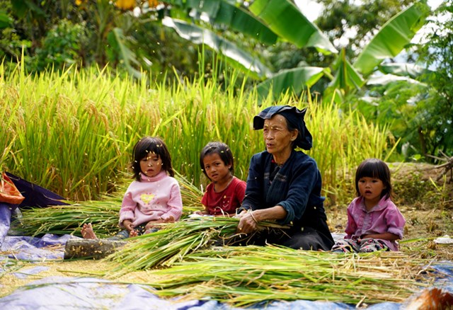 Ngày mùa ở Bản Phùng