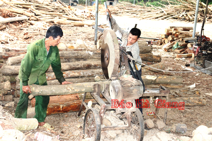 Sản xuất, chế biến gỗ keo tại Công ty TNHH MTV Pháo Nhung, xã Kim Ngọc (Bắc Quang).