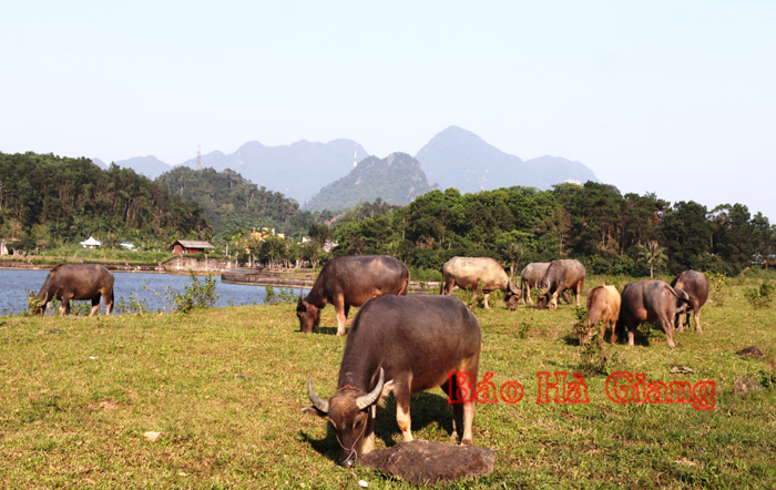 Chăn nuôi trâu hàng hóa giúp người dân xã Phương Độ (thành phố Hà Giang) nâng cao thu nhập.