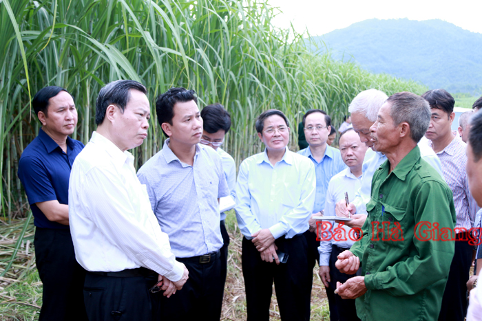 Phó Chủ tịch Quốc hội Phùng Quốc Hiển và Bí thư Tỉnh ủy Đặng Quốc Khánh cùng Đoàn công tác thăm khu trồng mía xuất khẩu tại xã Trung Thành (Vị Xuyên), (tháng 8.2019).                                               							                               Ảnh: DUY TUẤN